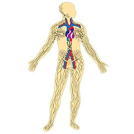 Anatomie van het lymfestelsel in het menselijk lichaam.