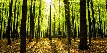 Beeld van bos
